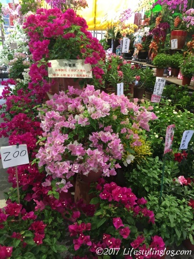 建國假日花市で販売されている花