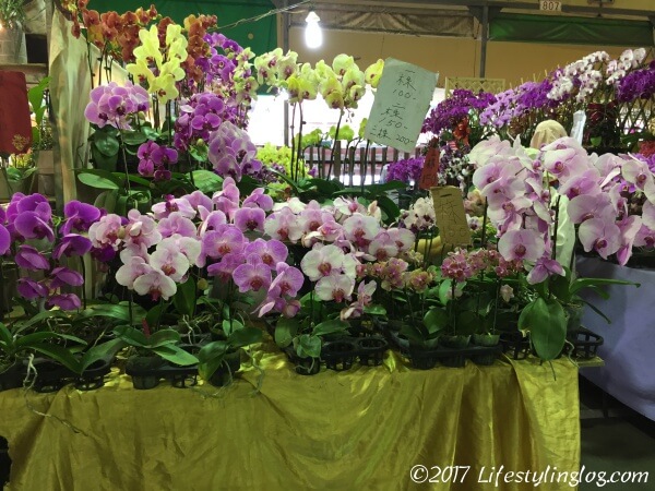 台北の建國假日花市で販売されている胡蝶蘭