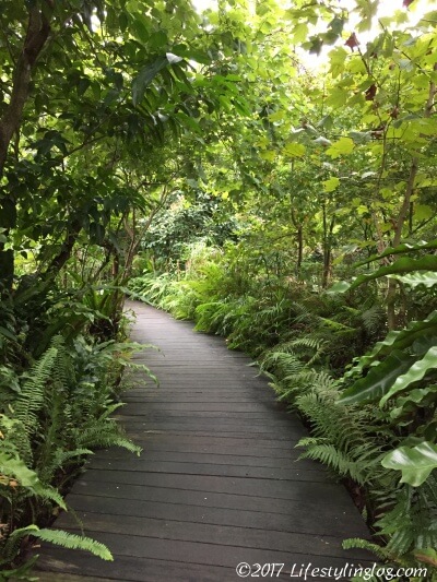 台北植物園にある緑のトンネル