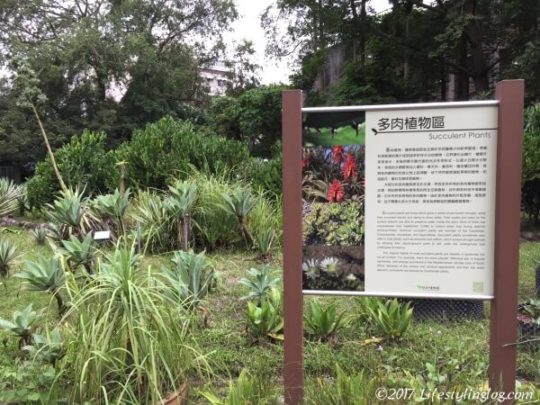 台北植物園の多肉植物のコーナー