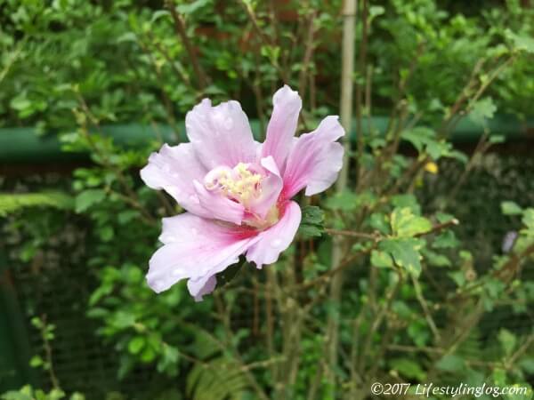 台北の植物園