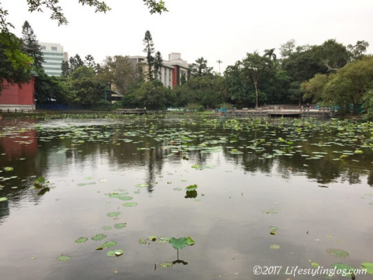 台北植物園にある池と蓮の葉