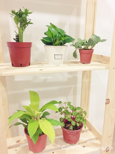 Ikea イケア の観葉植物と棚で作る癒しのホームグリーン空間 ライフスタイリングログ