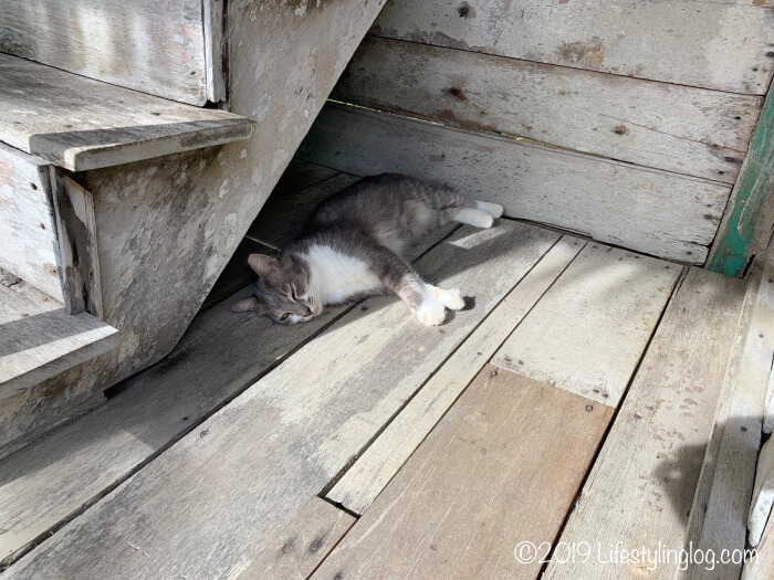 BON TON RESORT LANGKAWI（ボントンリゾートランカウイ）にあるヴィラで昼寝している猫