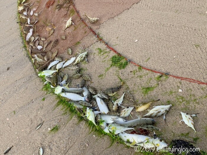 タンジュンルーリゾートのビーチで獲れた魚