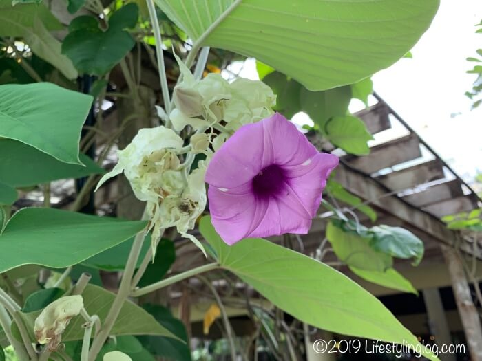 タンジュンルーリゾートに咲いている花