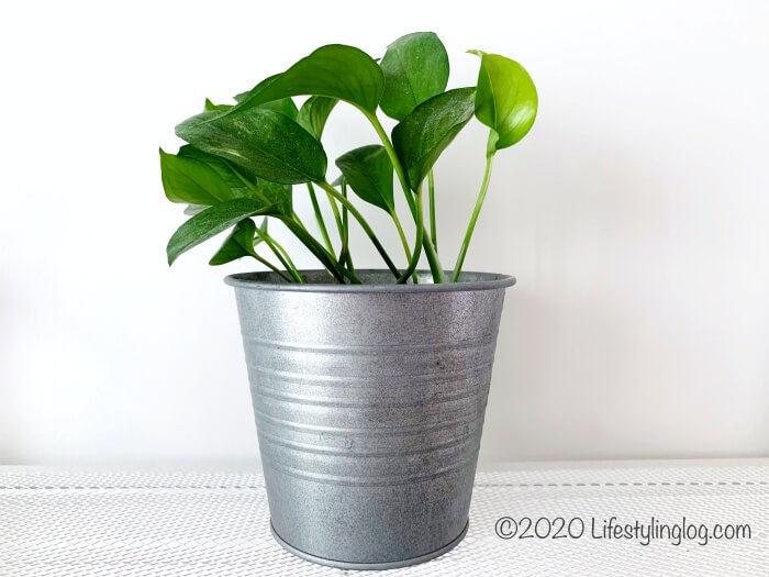 観葉植物