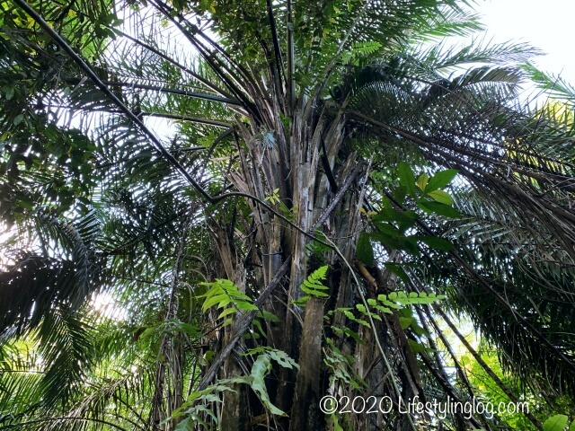 Taman Tuguにあるアブラヤシの木
