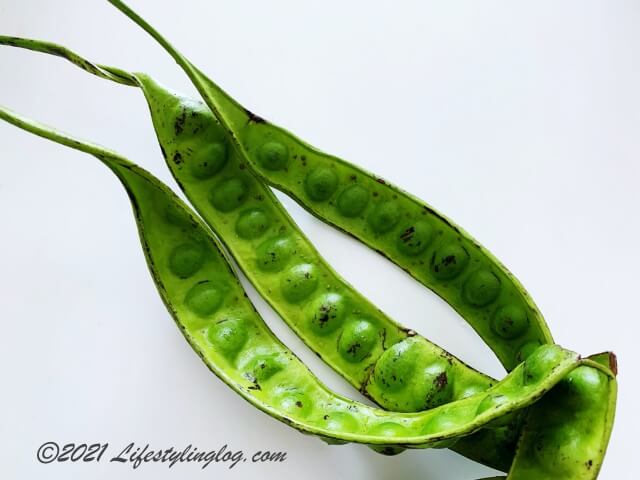 臭い豆のPetai（プタイ）/ Stink Beans（スティンクビーンズ）/ネジレフサマメノキの種子の形状