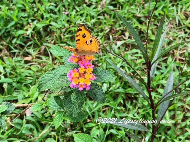 Kebun Kebun Bangsarで咲いている花と蛾