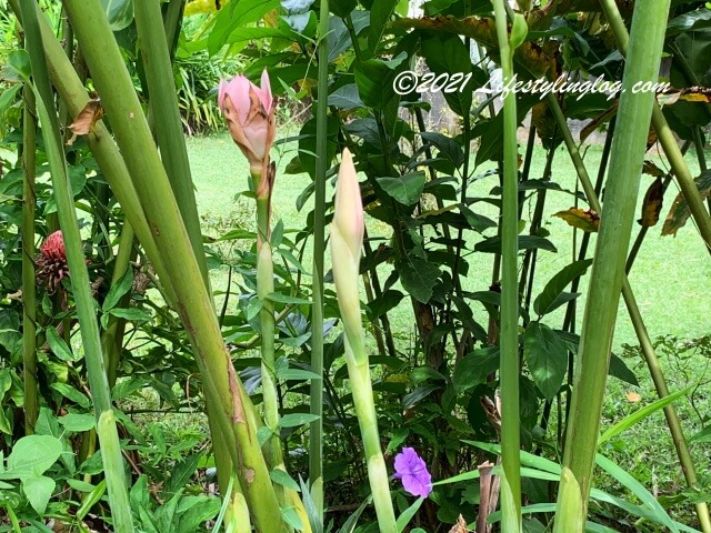 Kebun Kebun Bangsarで咲いているジンジャーフラワーの蕾