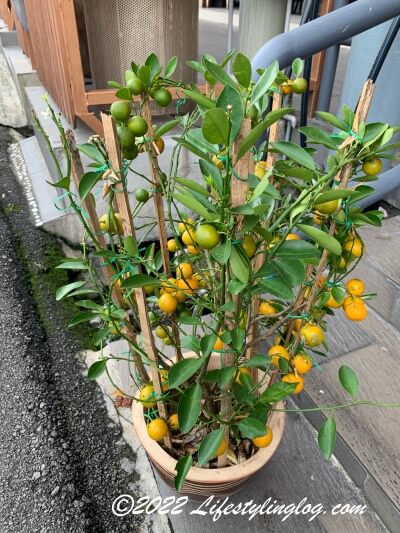 四季橘（シキキツ）または四季柑（シキカン）と呼ばれることもあるカラマンシーの鉢植え