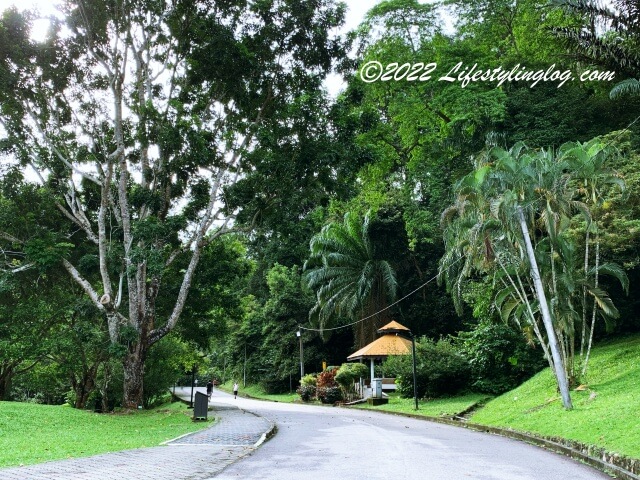 常緑種の木々が広がるペナン植物園（Penang Botanic Gardens）