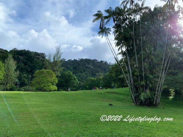 ペナン植物園（Penang Botanic Gardens）に広がる芝生