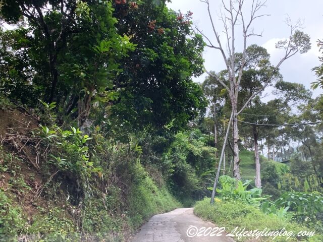 石屋榴槤園（Durian Rumah Batu, Stone House Plantation）に続く細道
