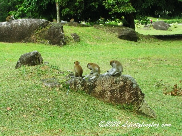ペナン植物園にいる猿