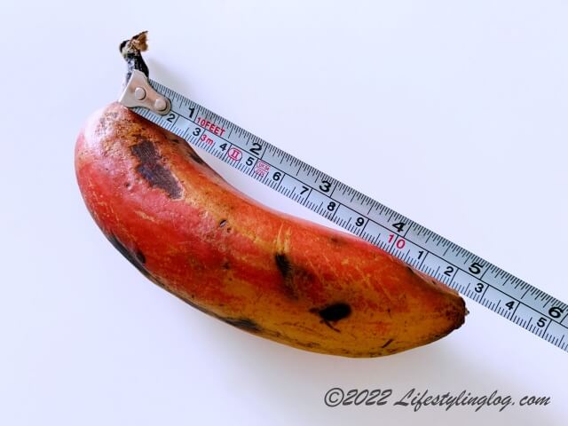 レッドバナナのサイズ