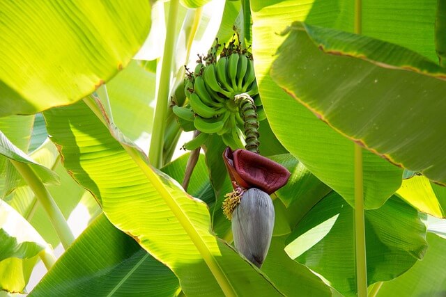 バナナの花と実