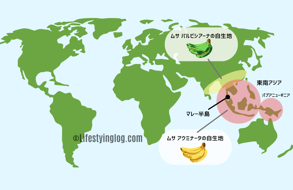 意外と知らないバナナの話 歴史 種類とマレーシアの人気品種 ライフスタイリングログ