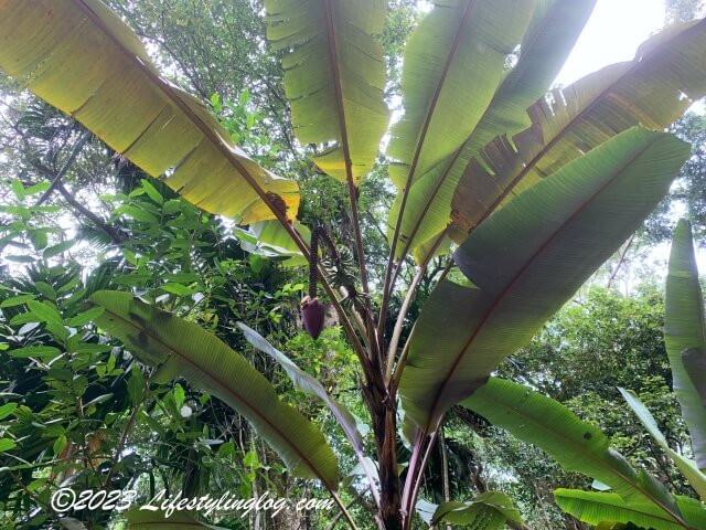 Tropical Spice Garden（トロピカルスパイスガーデン）にあるバナナ