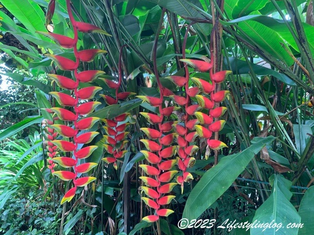 Tropical Spice Garden（トロピカルスパイスガーデン）に咲いている花