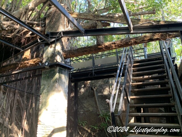台南市長の提案によって設置された安平樹屋（ツリーハウス）の遊歩道と階段