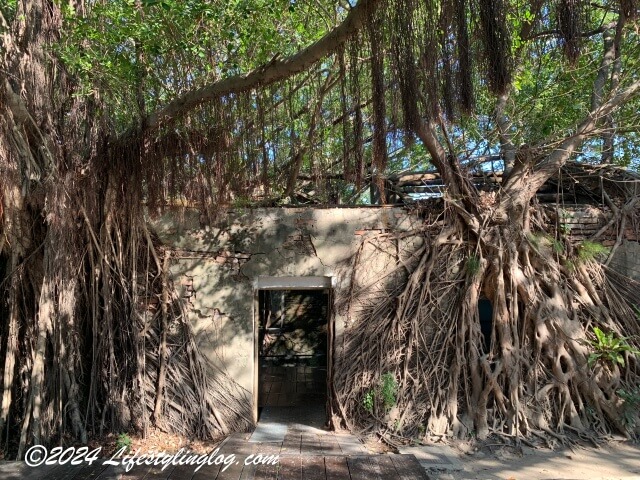 ガジュマルの樹木に覆われたツリーハウス