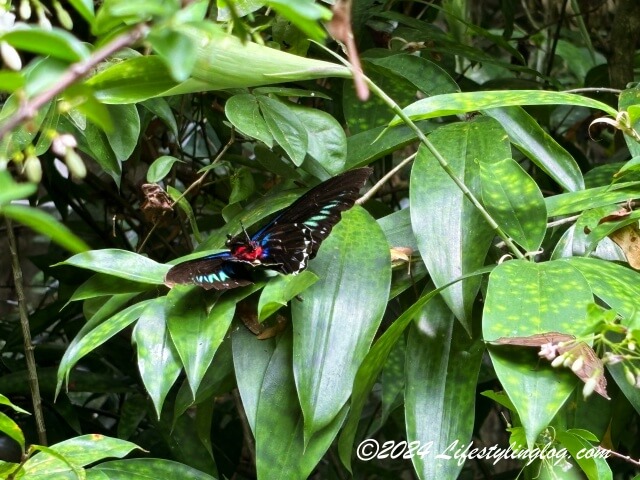 ペナン島のエントピア（バラフライファーム）にいる蝶