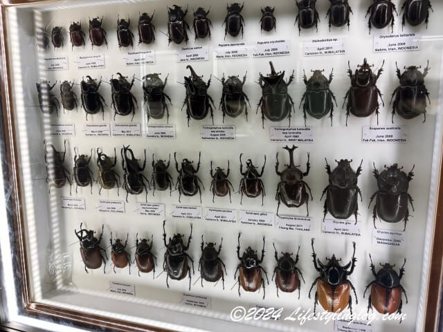 ペナン島のエントピア（バラフライファーム）に展示されているカブトムシの標本