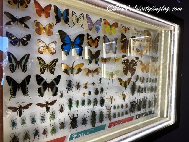 ペナン島のエントピア（バラフライファーム）に展示されている蝶の標本
