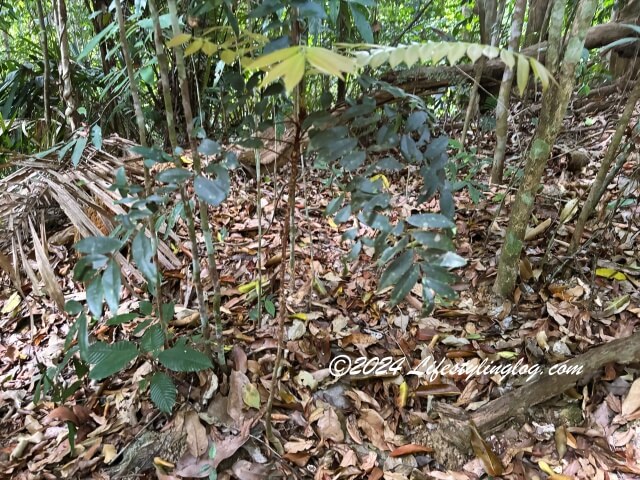 マレーシアのレンゴンの熱帯雨林に生えているTongkat Ali（トンカットアリ）