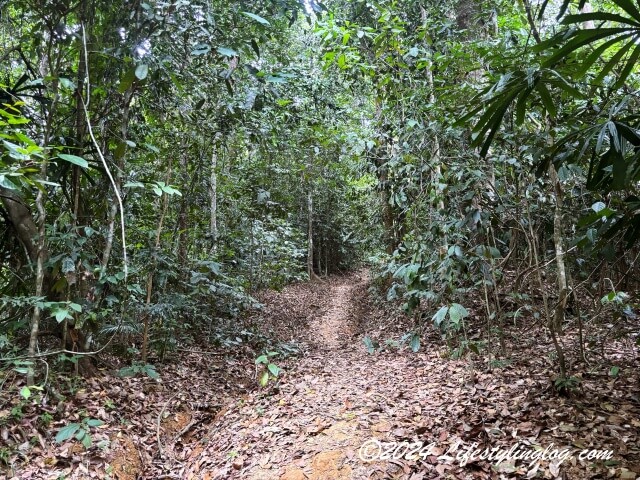 レンゴン渓谷の熱帯雨林