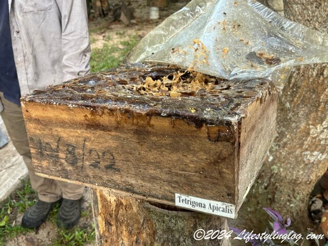 Madu Kelulut K.A.Bにある針なしミツバチの巣箱