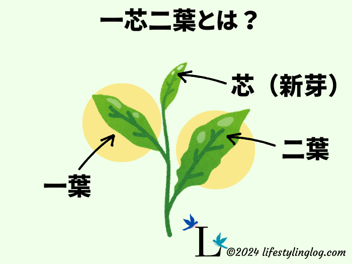 一芯二葉のイメージ