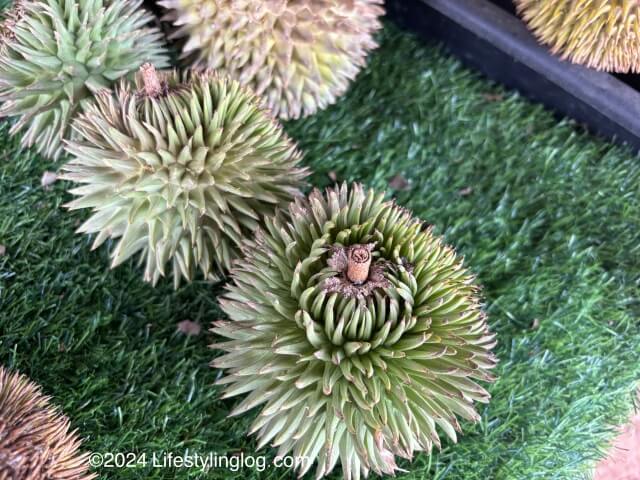 サバの野生ドリアン（Durio graveolens）