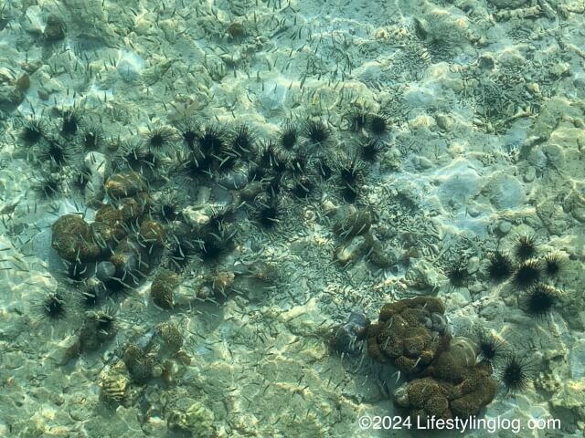 マヌカン島の海にいる魚やウニ