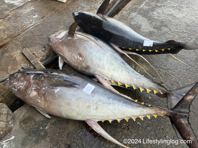 魚市場にあるキハダマグロ